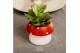 Arrangementen succulenten TRULY Succulent, mushroom1 pp 