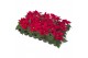 Euphorbia red joy Poinsettia Red Joy 6cm Zonder Hoes1 bl. 
