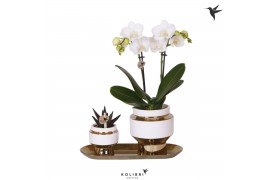 Phalaenopsis Kolibri Gift Set small Le Chic gold2 pp 16 bl. 2 tak/plnt