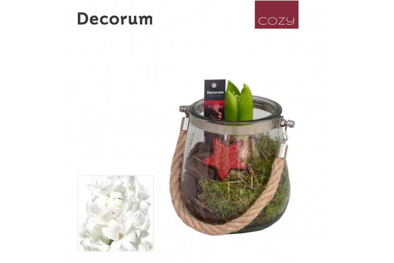 Arrangementen hyacinthus Hyacint Glas met Touw HL13806WP [COZY] 1 pp 3 