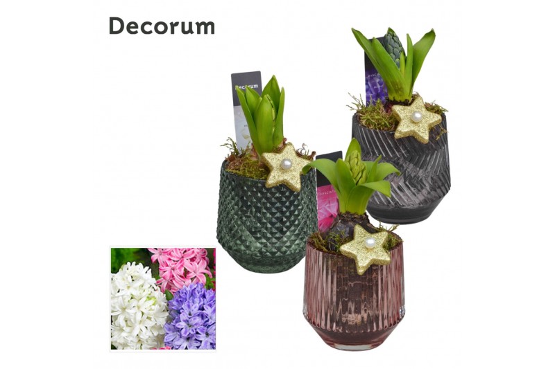 Arrangementen hyacinthus Hyacint Glas 3 kleuren HL13082 [LOVELY COLORS 