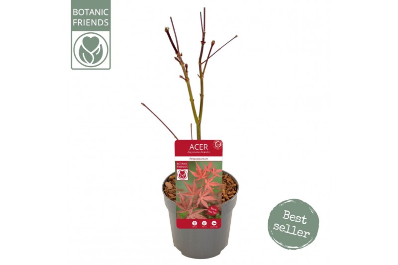 Acer palmatum atropurpureum Acer palm. Atropurpureum1 pp 200 gram 