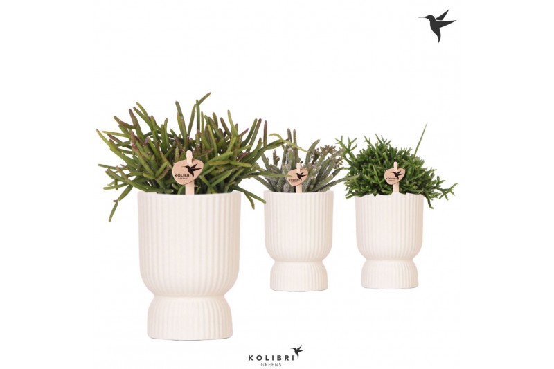 Rhipsalis mix Kolibri Greens Rhipsalis mix in Diabolo pot travertine1  