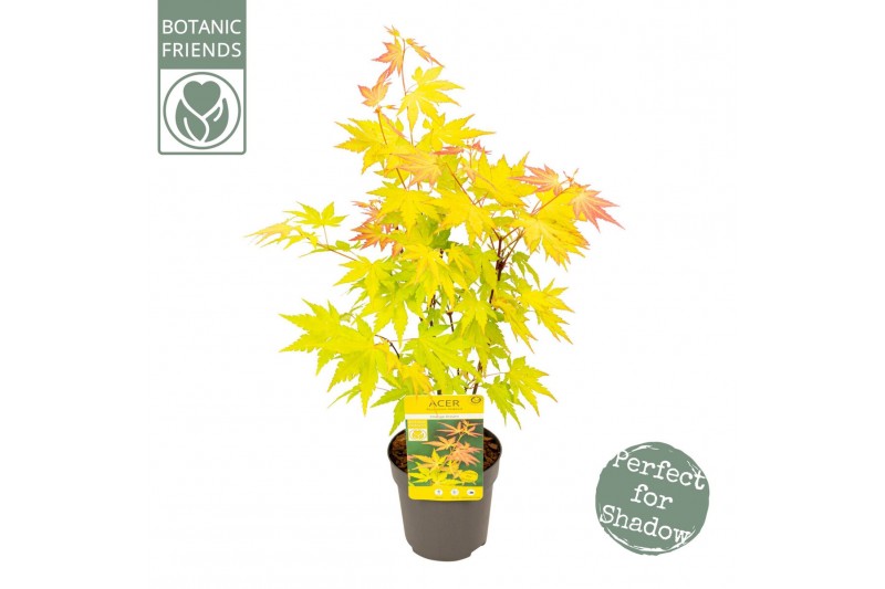 Acer palmatum orange dream Acer palm. Orange Dream1 pp 200 gram 