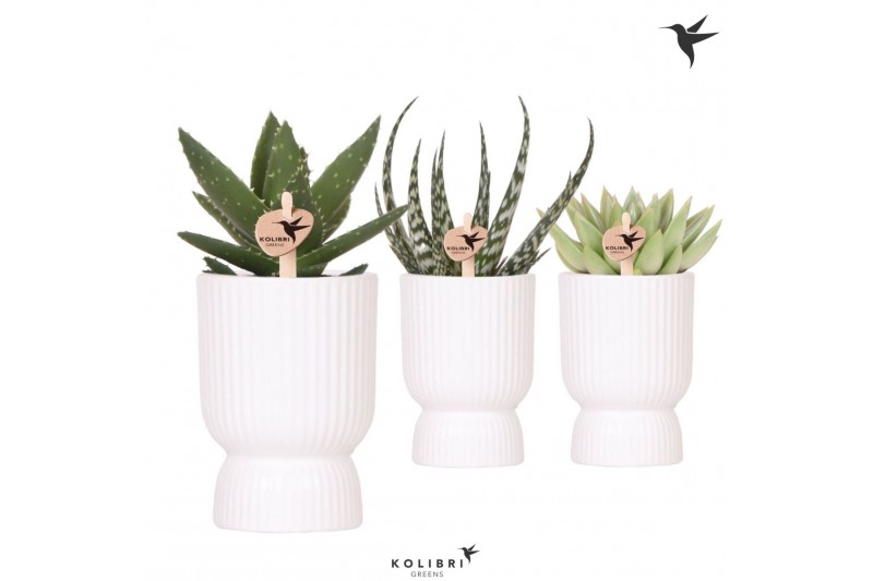 Succulenten mix Kolibri Greens Succulenten mix in Diabolo pot white1 p 
