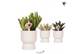 Succulenten mix Kolibri Greens Succulenten mix in Diabolo pot traverti
