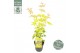 Acer palmatum orange dream Acer palm. Orange Dream1 pp 200 gram 