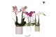 Phalaenopsis mix Kolibri Orchids Phalaenopsis mix 2 spike in Pastel po 