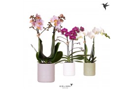 Phalaenopsis mix Kolibri Orchids Phalaenopsis mix 2 spike in Pastel po