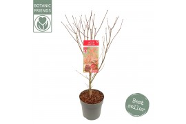 Acer palmatum atropurpureum Acer palm. Atropurpureum