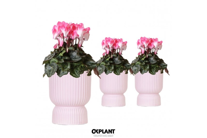 Cyclamen pers. midi indiaka Cyclamen Indiaka salmon in Diabolo pot pin 