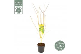 Acer palmatum Acer palm. Bi hoo