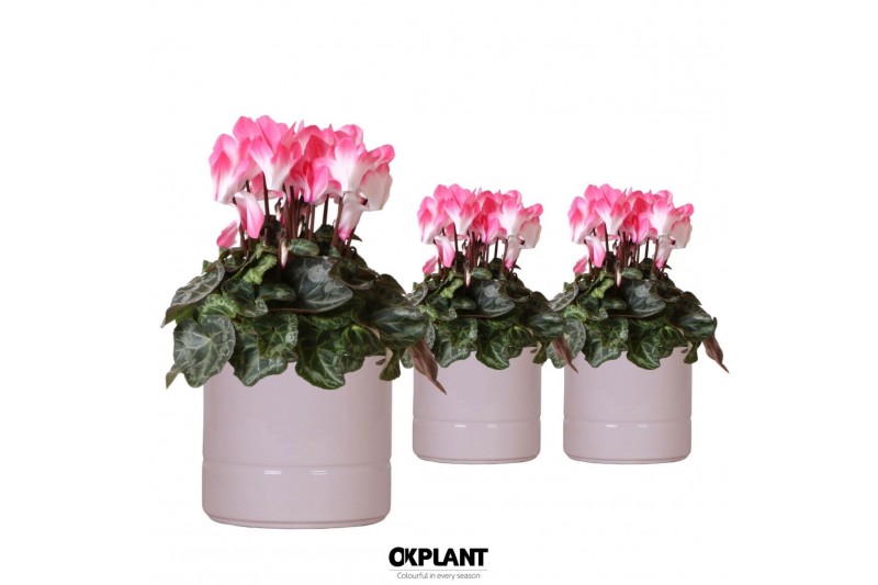 Cyclamen pers. midi indiaka Cyclamen Indiaka salmon in Pastel pot pink 