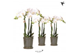 Phalaenopsis multiflora wit Kolibri Orchids Phalaenopsis white 3 spike