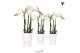 Phalaenopsis multiflora wit Kolibri Orchids Phalaenopsis white 3 spike 