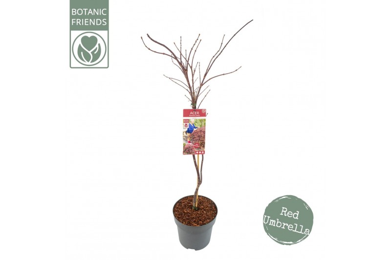 Acer palmatum Acer palm. Garnet 