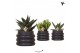 Succulenten mix Kolibri Greens Succelenten mix in Bubble pot black1 pp 