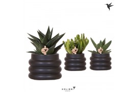 Succulenten mix Kolibri Greens Succelenten mix in Bubble pot black1 pp