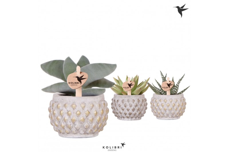 Succulenten mix Kolibri Greens Succelenten mix in Marrakesh pot gold c 