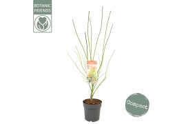 Acer palmatum Acer palm. Jerre Schwartz