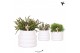 Rhipsalis mix Kolibri Greens Rhipsalis mix in Bubble pot white1 pp 
