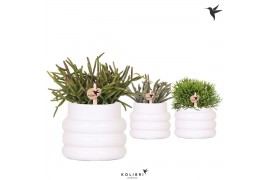 Rhipsalis mix Kolibri Greens Rhipsalis mix in Bubble pot white1 pp