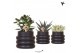 Succulenten mix Kolibri Greens Succelenten mix in Bubble pot black1 pp 