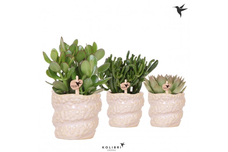 Succulenten mix Kolibri Greens Succulenten mix in Octopus pot1 pp 