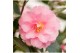 Camellia japonica Camellia jap. Spring Festival Premium50 bl. 