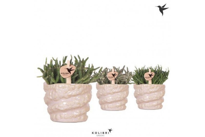 Rhipsalis mix Kolibri Greens Rhipsalis mix in Octopus pot pink1 pp 