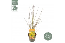 Acer palmatum Acer palm. Orange Lace ®