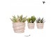 Succulenten mix Kolibri Greens Succelenten mix in Octopus pot1 pp 