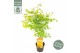 Acer palmatum Acer palm. Orange Lace ® 