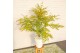 Acer palmatum Acer palm. Orange Lace ® 