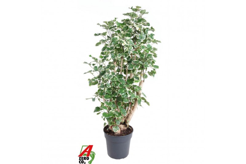 Polyscias balfourii Polyscias Balfouriana1 pp 