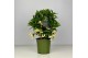 Ardisia crenata bos premium white Ardisia crenata Bospremium White 