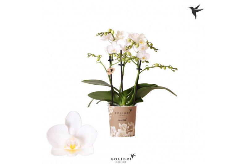 Phalaenopsis multiflora wit Kolibri Orchids Phalaenopsis Norway 3 spik 
