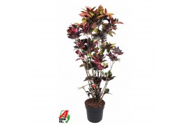 Codiaeum variegatum mrs iceton Codiaeum Mrs Iceton vertakt P40-1801 pp