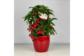 Ardisia crenata bos premium Ardisia crenata Bospremium Red met rode po