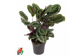 Calathea medaillon Calathea Medaillon1 pp zonder bloem bl.