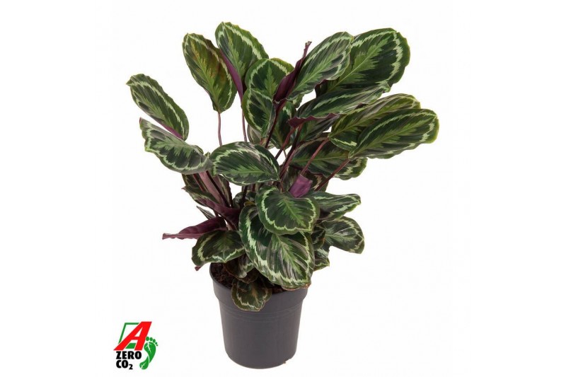 Calathea medaillon Calathea Medaillon1 pp zonder bloem bl. 