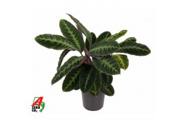 Calathea warscewiczii Calathea Warscewiczii1 pp zonder bloem bl.