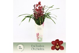 Cymbidium Cymbidium, Red Beauty Roy 3-spike P14 Exclusiva Orchidea Pot