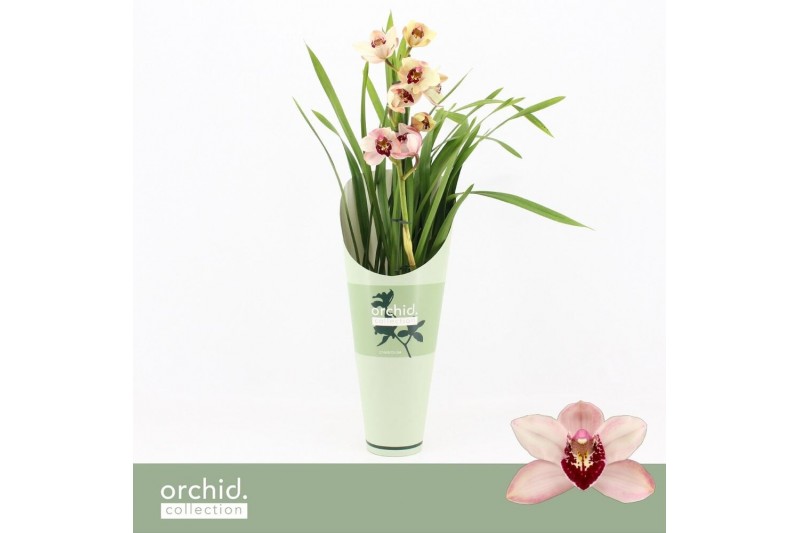 Cymbidium Cymbidium, Dwarf Pink 1-spike Orchid Collection Potcover 1 t 