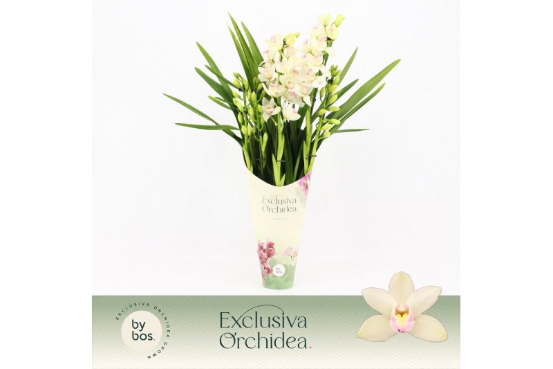 Cymbidium Cymbidium, Heino 5-spike Exclusiva Orchidea Potcover 5 tak/p 