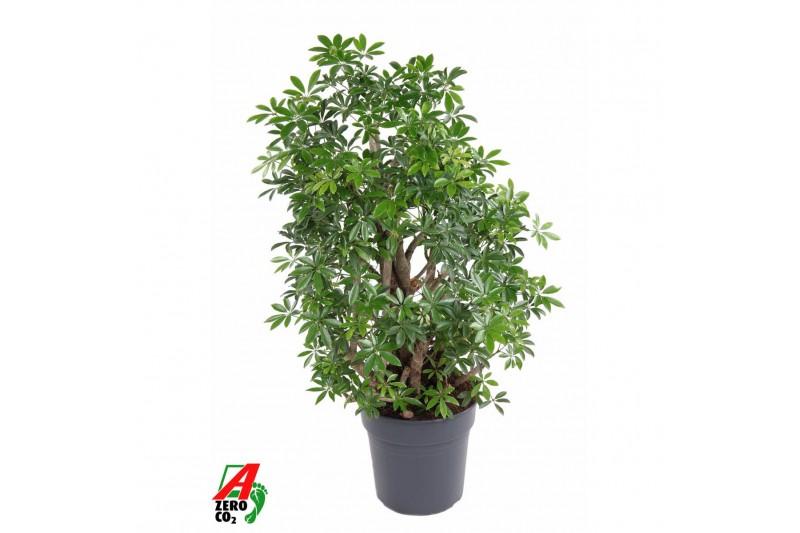 Schefflera arboricola luseana Schefflera Luseana P272 pp 