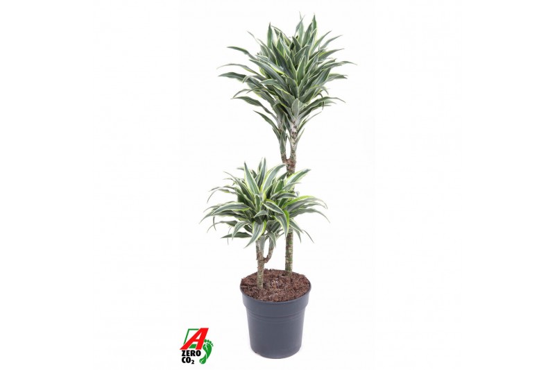 Dracaena fragr. compacta surprise Dracaena Surprise 45-152 pp 