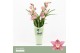 Cymbidium Cymbidium, Maria 2-spike Orchid Collection Potcover 2 tak/pl 