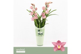 Cymbidium Cymbidium, Maria 2-spike Orchid Collection Potcover 2 tak/pl