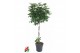 Schefflera arboricola compacta Schefflera Compacta gevlochten stam P31 